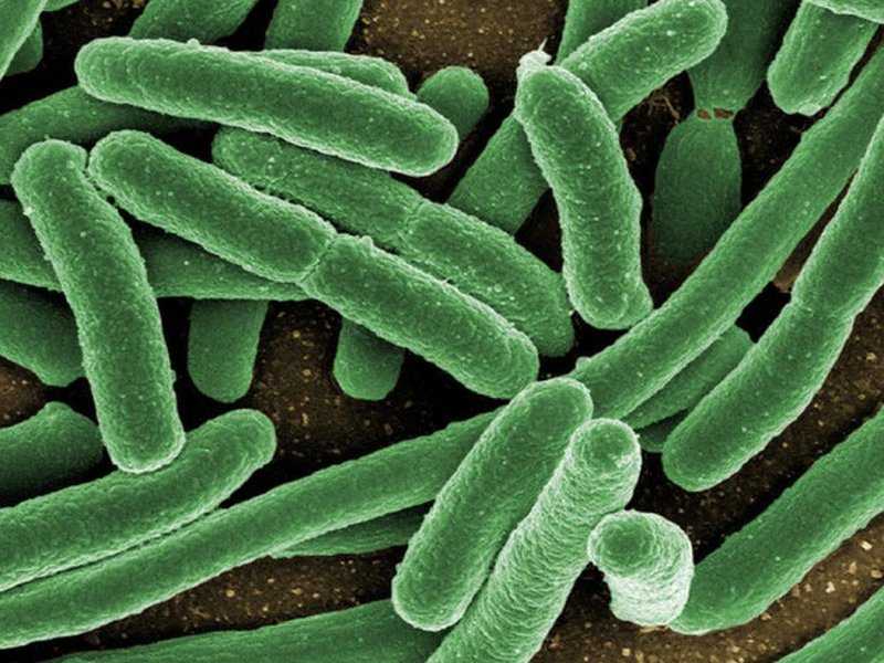 Полезные бактерии в пробиотиках могут превратиться в угрозу для здоровья