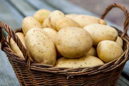 Ученые оправдали картофель