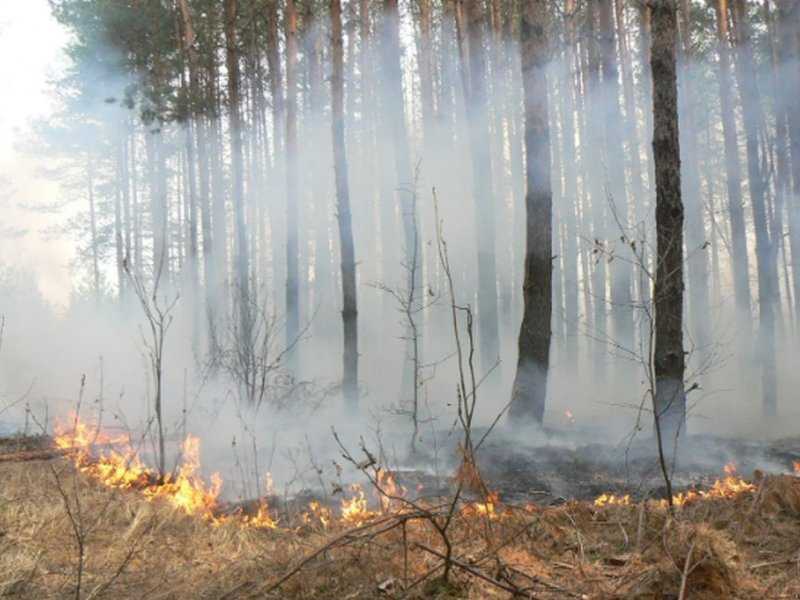Эксперт ВОЗ рассказал, как может повлиять на здоровье дым от лесных пожаров