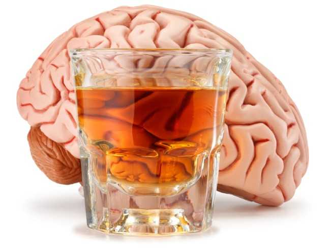 Доказано: мозг продолжает разрушаться, даже если перестать пить алкоголь - Новости