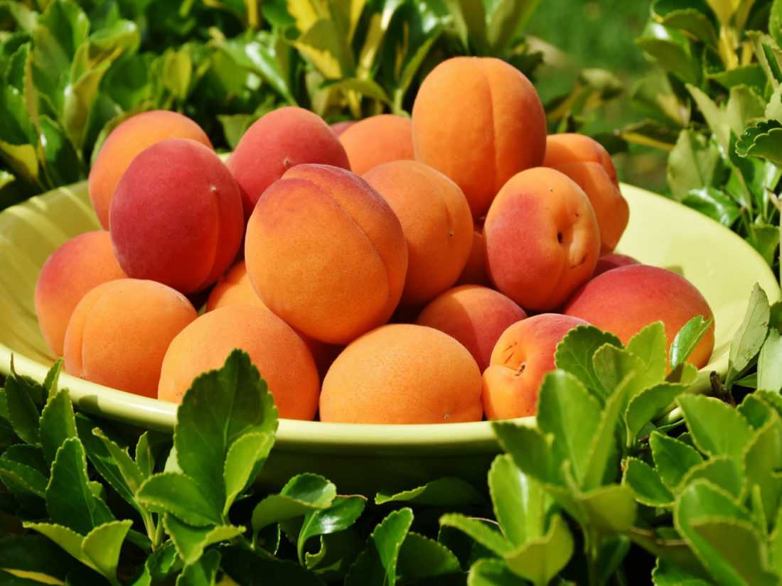 Лучший летний фрукт: все о пользе персиков - Продукты - Питание