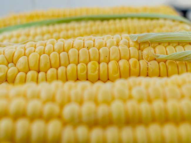 Эксперты рассказали о новых свойствах кукурузы - Новости