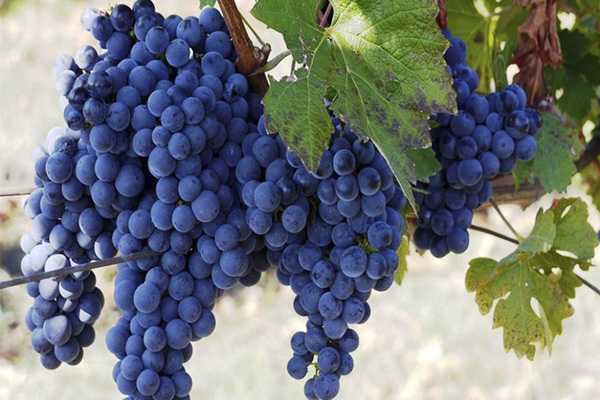 Предотвратить болезнь альцгеймера помогают две чашки винограда в день