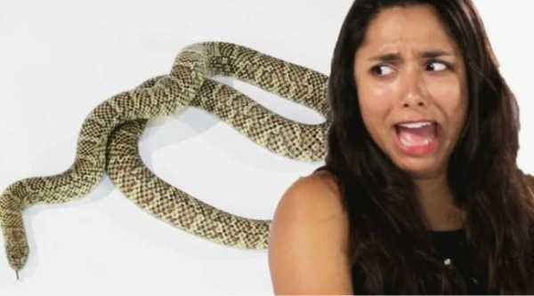 Что такое офидиофобия или боязнь змей